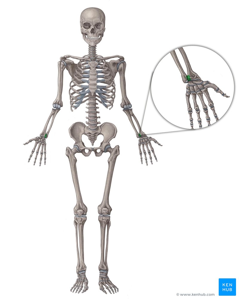 Distal radioulnar joint (Articulatio radioulnaris distalis)