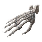Metacarpal bones