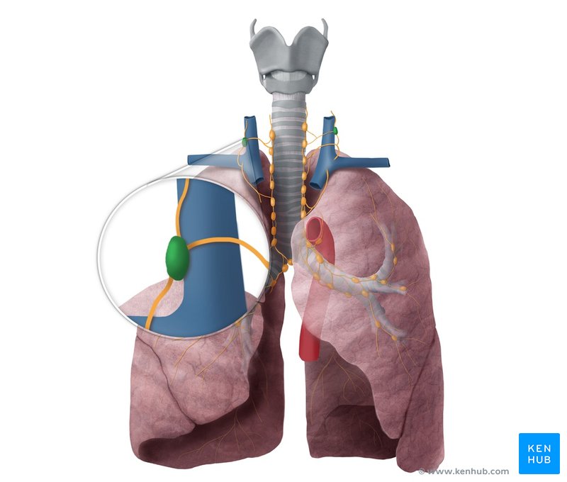 Deep cervical lymph nodes - ventral view