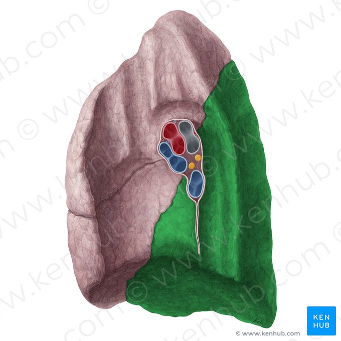 Lobo inferior do pulmão direito (Lobus inferior pulmonis dextri); Imagem: Yousun Koh