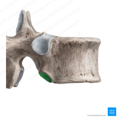 Inferior costal facet of vertebra (Fovea costalis inferior vertebrae); Image: Liene Znotina