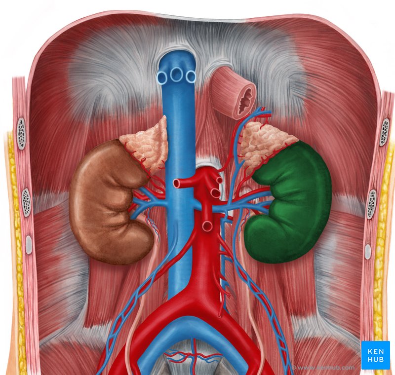 Kidneys, ureters & suprarenal glands Anatomy, location Kenhub