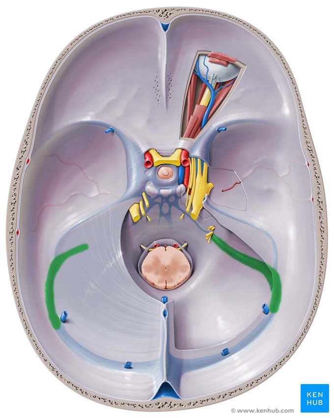 Sigmoid sinus: Anatomy, location, function, tributaries | Kenhub