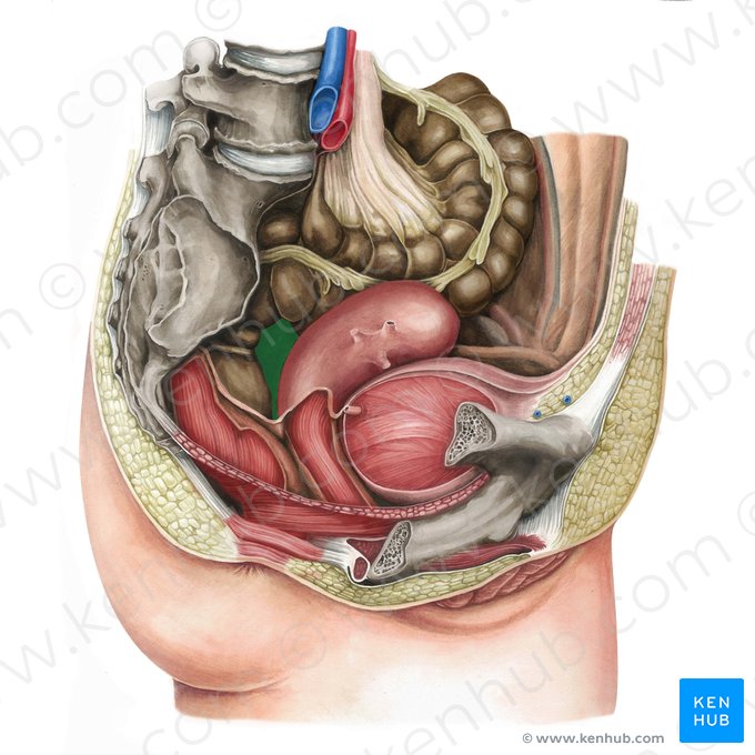 Fondo de saco recto-uterino (Excavatio rectouterina); Imagen: Irina Münstermann