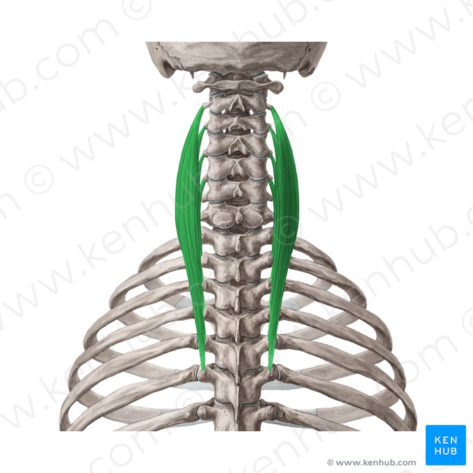 Muscle longissimus du cou (Musculus longissimus cervicis); Image : Yousun Koh