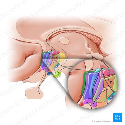 Noyau préoptique latéral (Nucleus preopticus lateralis); Image : Paul Kim