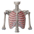 Intercostal muscles