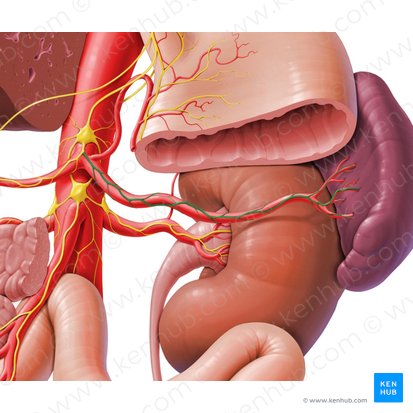 Plexo esplénico (Plexus splenicus); Imagen: Paul Kim