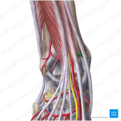 Anterior medial malleolar artery (Arteria malleolaris anterior medialis); Image: Liene Znotina