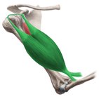 Músculo bíceps braquial