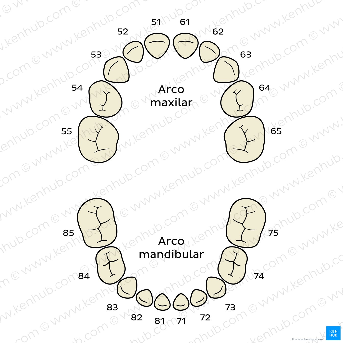 Sistema FDI/ISO 3950 (dientes deciduos)