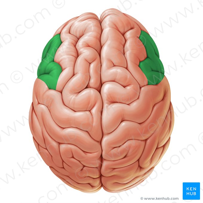 Inferior frontal gyrus (Gyrus frontalis inferior); Image: Paul Kim