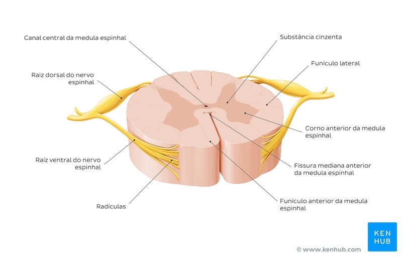 Secção transversal da medula espinal.