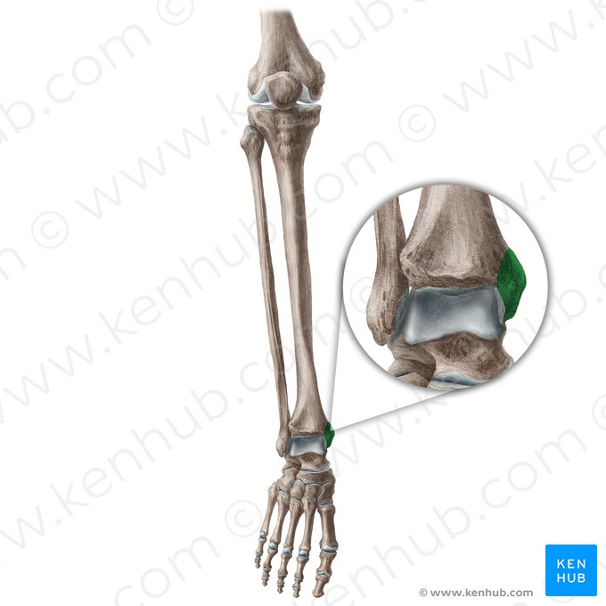 Medial malleolus of tibia (Malleolus medialis tibiae); Image: Liene Znotina