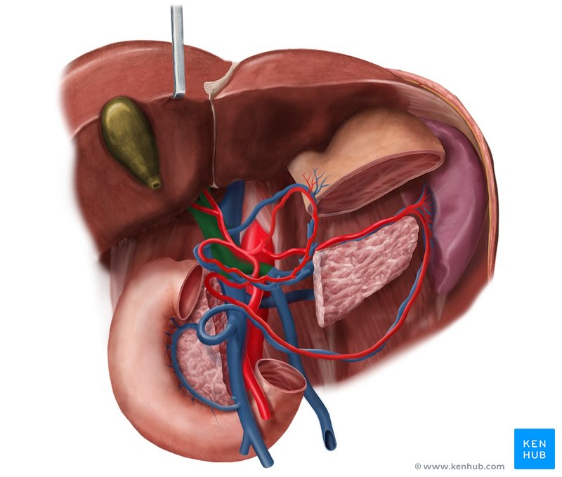 Hepatic portal vein - ventral view