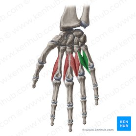 4th lumbrical muscle of hand (Musculus lumbricalis 4 manus); Image: Yousun Koh