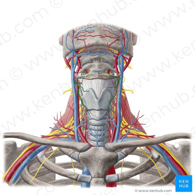 Veia tireóidea superior (Vena thyroidea superior); Imagem: Yousun Koh