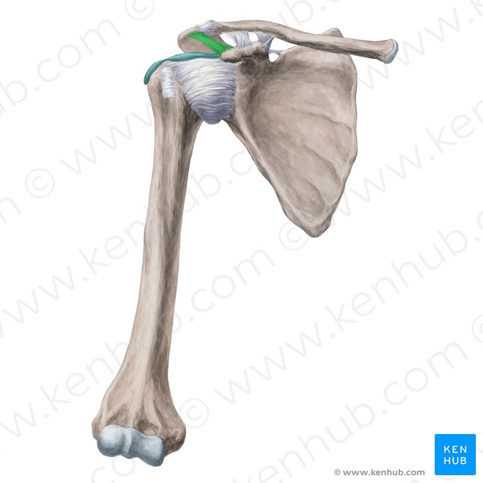 Coracoacromial ligament (Ligamentum coracoacromiale); Image: Yousun Koh