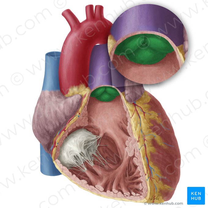 Valva trunci pulmonalis (Pulmonalklappe); Bild: Yousun Koh