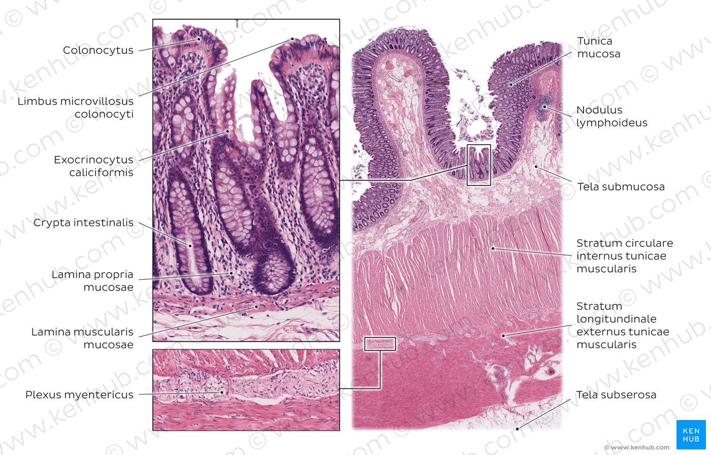Dickdarm (Colon); Histologischer Schnitt, Färbung: Hämatoxylin-Eosin