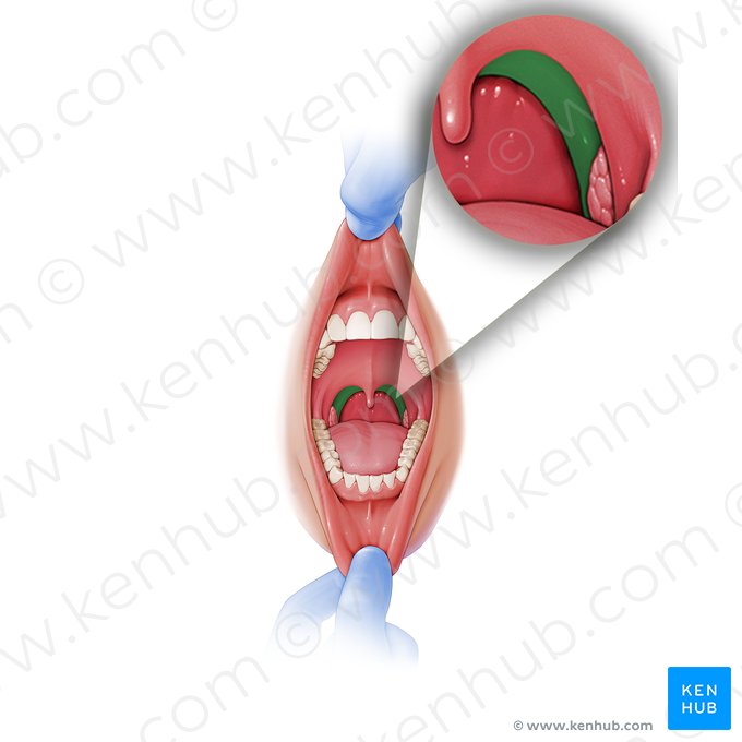 Palatopharyngeal arch (Arcus palatopharyngeus); Image: Paul Kim