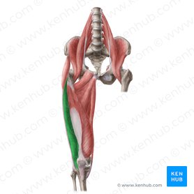 Vastus lateralis muscle (Musculus vastus lateralis); Image: Liene Znotina