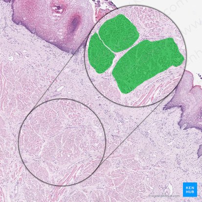 Músculo transverso da língua (Musculus transversus linguae); Imagem: 