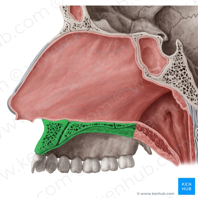 Hard palate (Palatum durum); Image: Yousun Koh