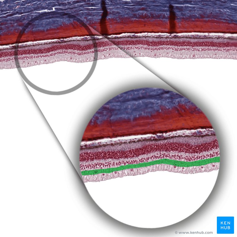 Outer limiting membrane - histological slide