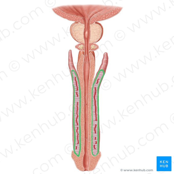 Túnica albugínea del cuerpo cavernoso; Imagen: Samantha Zimmerman