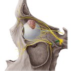 Innervation and blood supply of the teeth