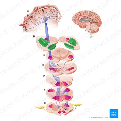 Corpus striatum (Streifenkörper); Bild: Paul Kim