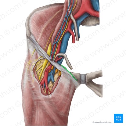 Ligamento pectíneo (Ligamentum pectineum); Imagem: Hannah Ely