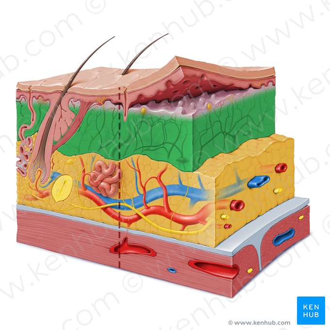 Reticular layer of dermis (Stratum reticulare dermis); Image: Paul Kim