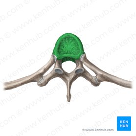 Corpus vertebrae (Wirbelkörper); Bild: Liene Znotina