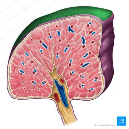 Facies diaphragmatica splenis (Zwerchfellseite der Milz); Bild: Irina Münstermann