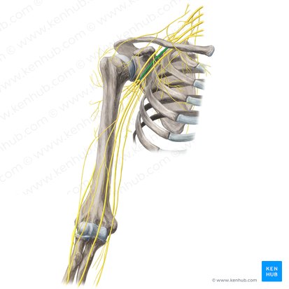 Posterior cord of brachial plexus (Fasciculus posterior plexus brachialis); Image: Yousun Koh