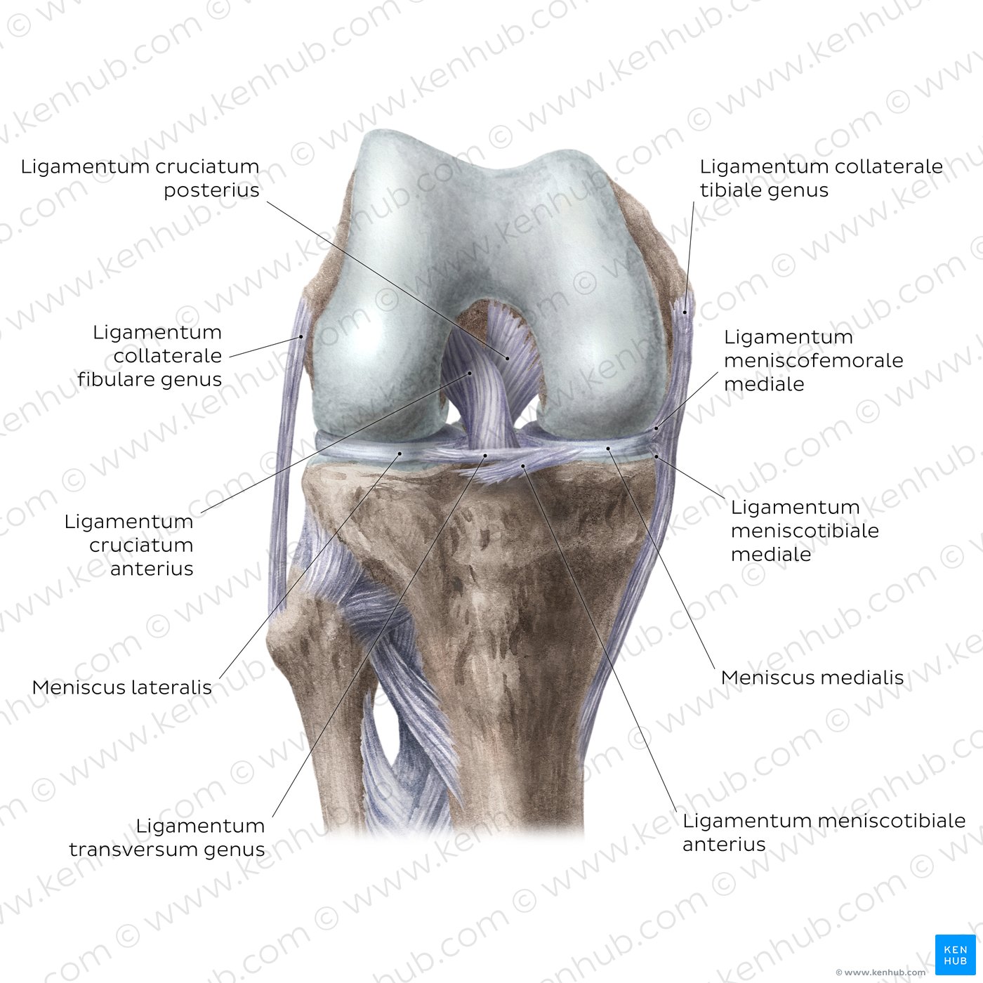 Kniegelenk: Intrakapsuläre Bänder und Menisken (anteriore Ansicht)