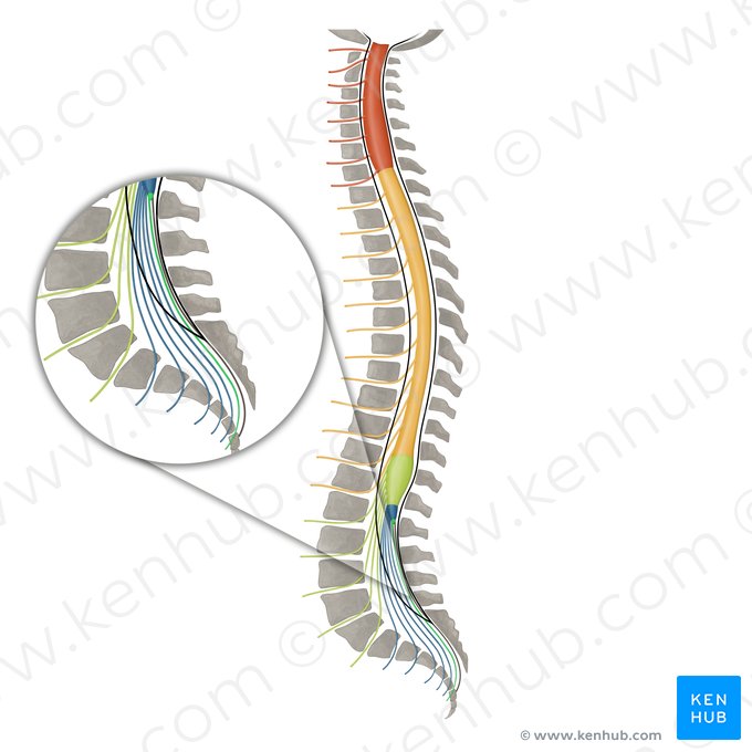 Coccygeal nerve (Nervus coccygeus); Image: Irina Münstermann