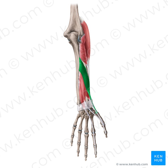 Músculo abdutor longo do polegar (Musculus abductor pollicis longus); Imagem: Yousun Koh