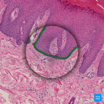 Stratum basale of epidermis (Stratum basale epidermis); Image: 
