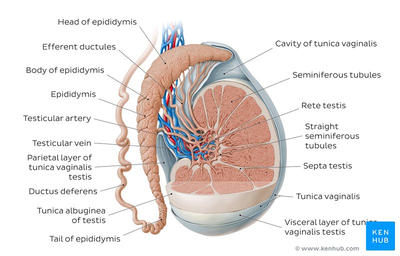Overview of the testis and the epididymis - lateral-right view