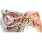 Abducens nerve (cranial nerve VI)