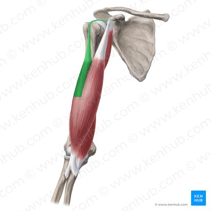Caput longum musculi bicipitis brachii (Langer Kopf des zweiköpfigen Oberarmmuskels); Bild: Yousun Koh