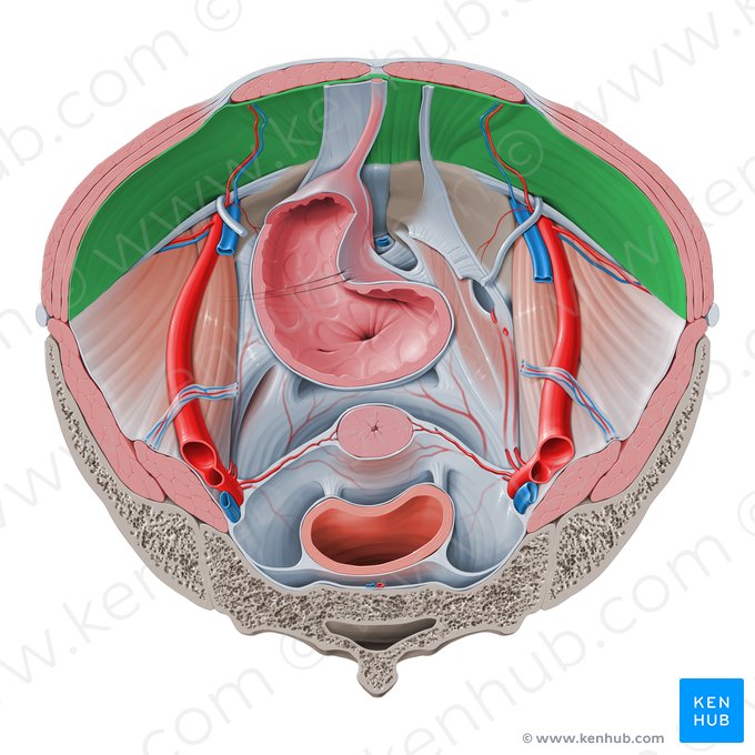 Fascia transversal (Fascia transversalis); Imagen: Paul Kim