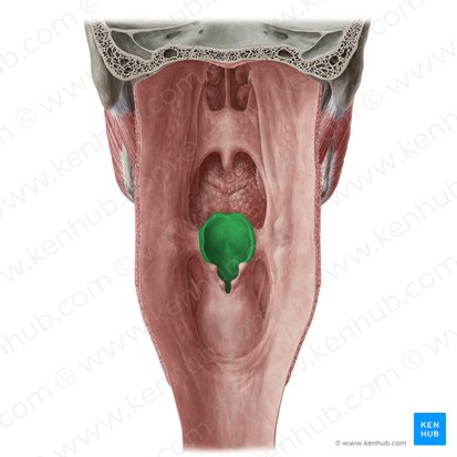 Epiglote (Epiglottis); Imagem: Yousun Koh