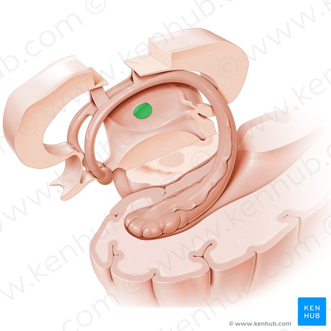 Adhesio interthalamica (Querverbindung des Thalamus); Bild: Paul Kim