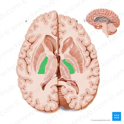 Posterior limb of internal capsule (Crus posterius capsulae internae); Image: Paul Kim