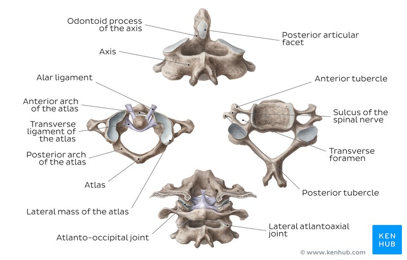 Overview of the cervical spine and bones