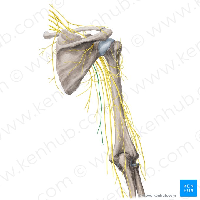 Nervo cutâneo medial do braço (Nervus cutaneus medialis brachii); Imagem: Yousun Koh
